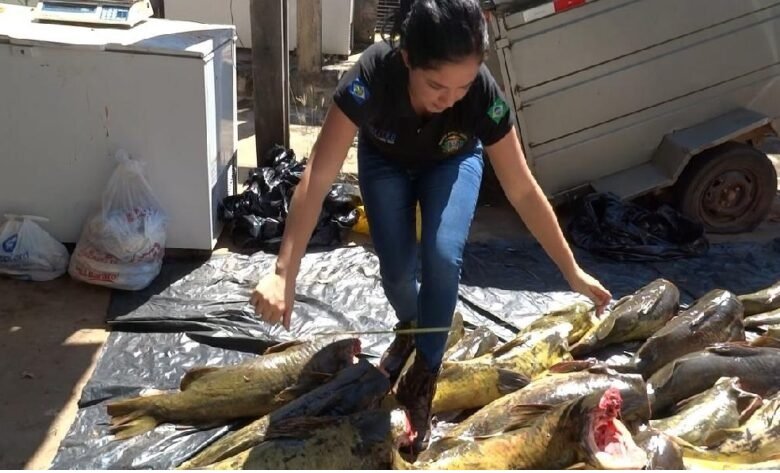 Politec intensifica perícias em pescado durante a piracema