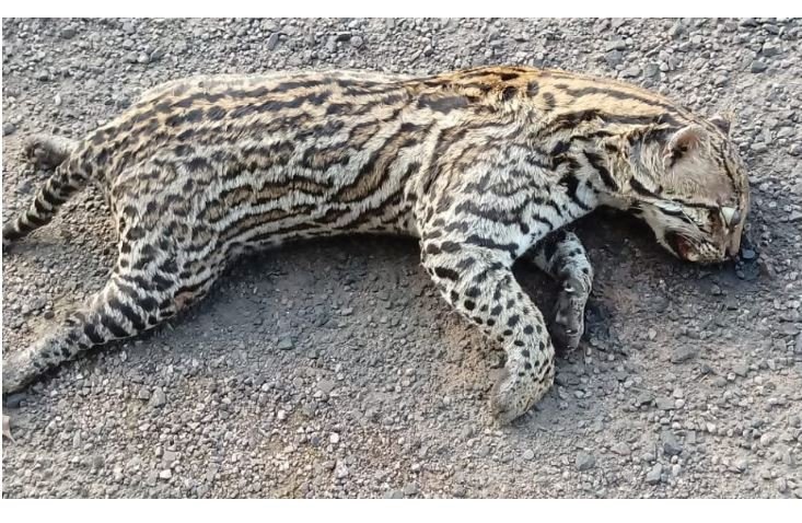 Onça é encontrada morta na BR-163 no Nortão