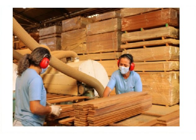 Setor de base florestal gera mais de 800 novos empregos no extremo norte de MT