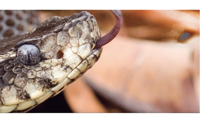 Funcionário de fazenda é picado por cobra jararaca