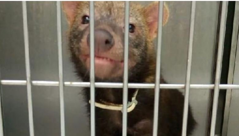 Cachorro-vinagre ameaçado de extinção encontrado no Nortão é levado para centro no Paraná