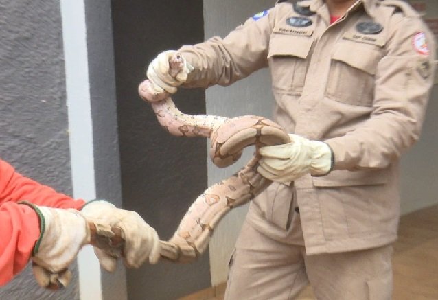 Cobra grande e grossa é capturada dentro de motel