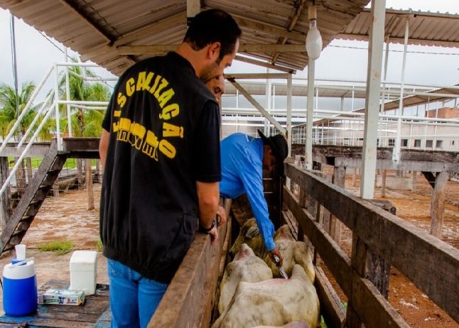 Segunda etapa da vacinação contra febre aftosa começa em 1º de novembro