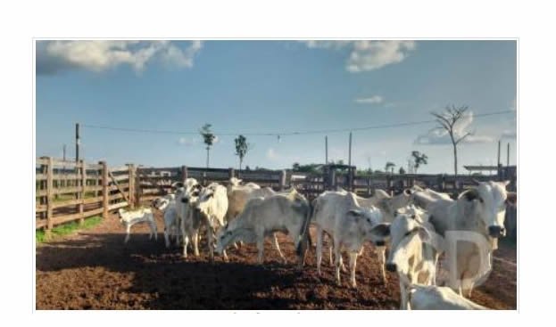 Polícia recupera cabeças de gado furtadas e prende 4 pessoas