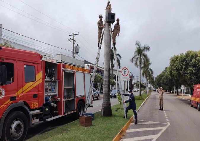 Filhotes de arara tentam primeiro voo e caem do ninho eles precisaram ser resgatados por bombeiros