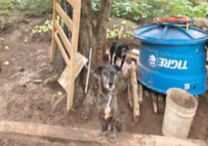 Homem de 80 anos é preso por maus tratos aos animais em Alta Floresta