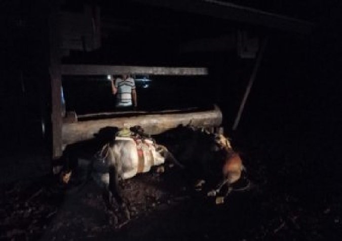 Funcionários de fazenda e cavalos morrem após serem atingidos por raio