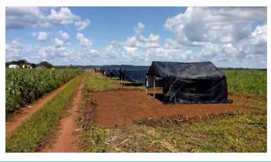 Juíza vê interesse do Estado e suspende reintegração de posse de fazenda de Silval Barbosa em Peixoto de Azevedo