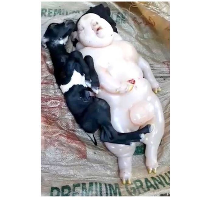 Cabra dá à luz criatura 'meio porca, meio humana'