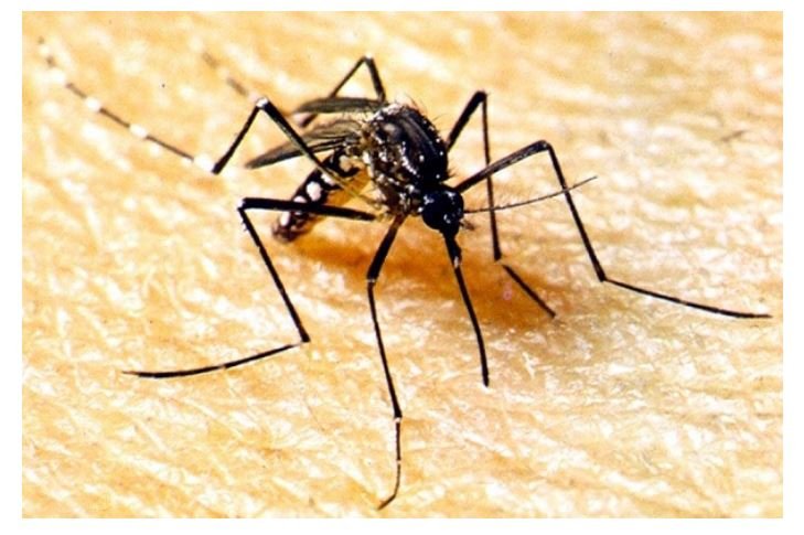 Secretaria de Saúde alerta municípios para fortalecimento do combate à dengue