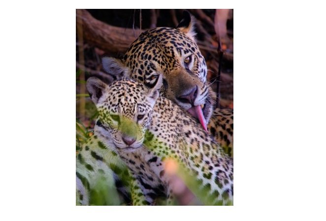 Mãe e filhote de onças-pintadas são fotografados em momento de afeto no Pantanal mato-grossense
