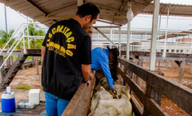 Segunda etapa da vacinação contra febre aftosa termina hoje