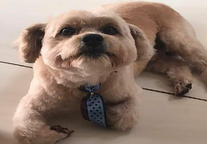 Cachorro morre após pet shop esquecer animal dentro de carro