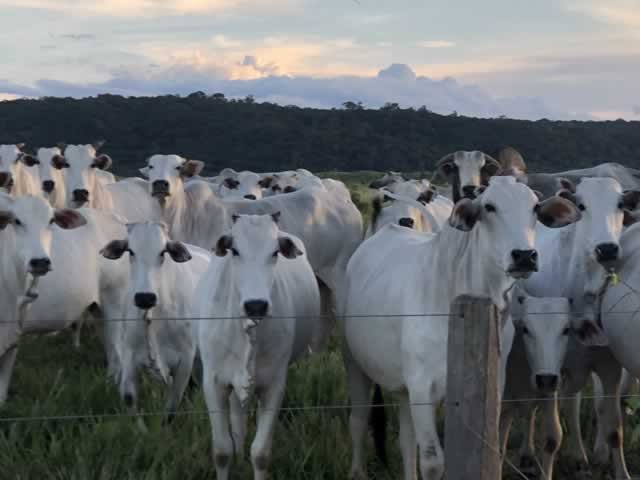 URGENTE: Bandidos em Colíder levam mais de 30 cabeças de gado de propriedade de pecuarista.