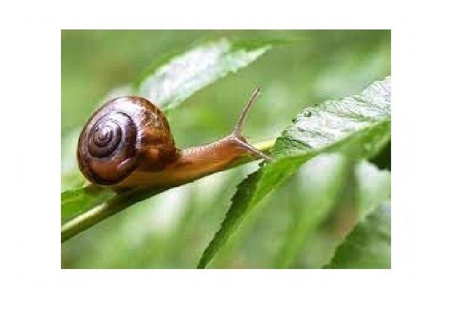 Caracol indiano perigoso é confirmado em Chapada dos Guimarães
