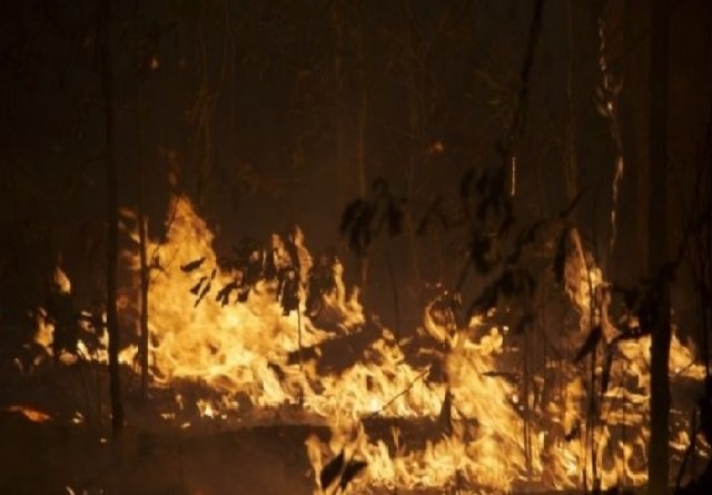 Fazendeiro que destruiu mais de 400 hectares de floresta nativa tem multa de R$ 10 milhões anistiada