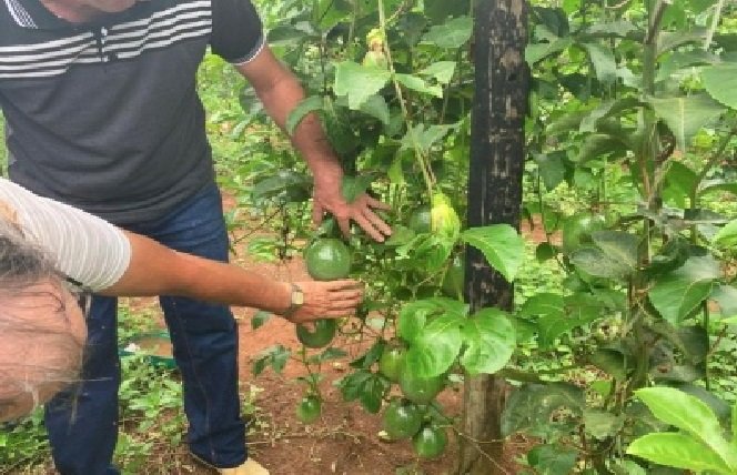 Produtor de Santa Carmem complementa renda com maracujá a safra promete 12 toneladas