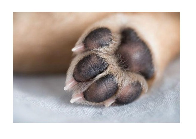 Homem mata cachorro com pauladas na cabeça