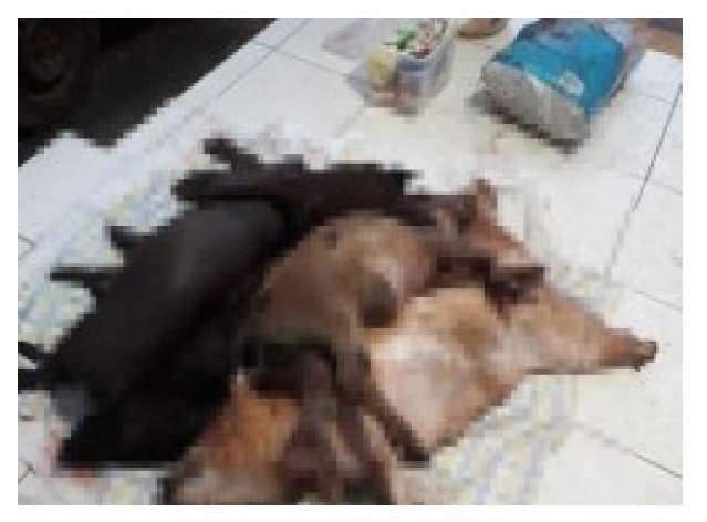 Homens armados invadem sítio, roubam animais e trocam tiros com a PM