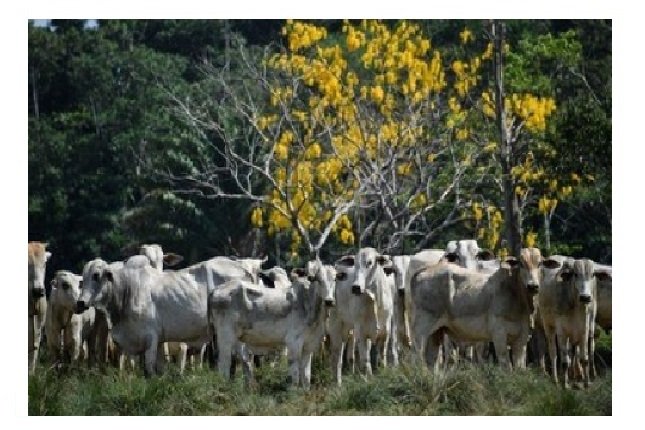 China retoma importação de carne bovina brasileira