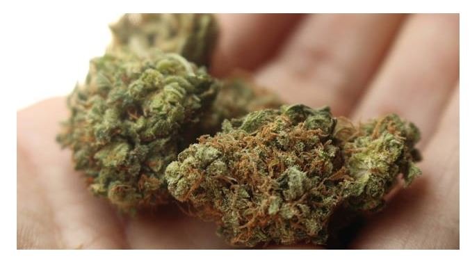 Comissão do Senado aprova uso terapêutico da maconha