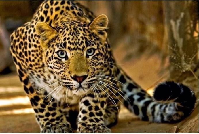 Símbolo do Pantanal mato-grossense, a onça-pintada ganha dia nacional