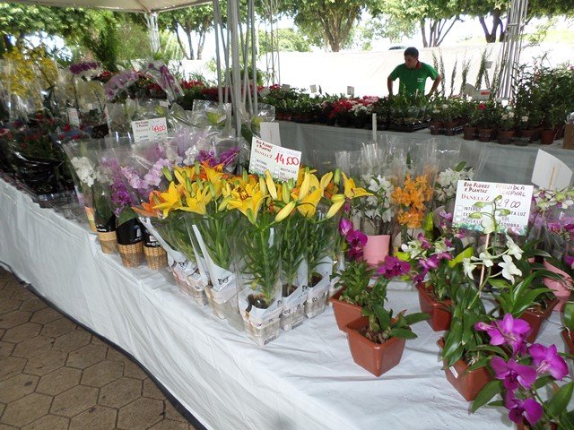 Lions Clube de Colíder realiza a 8ª Exposição de Flores e Plantas Ornamentais. (Fotos)