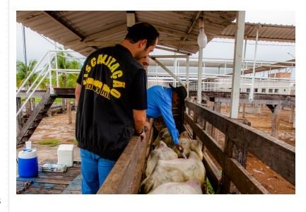 Indea prorroga etapa de vacinação contra a febre aftosa