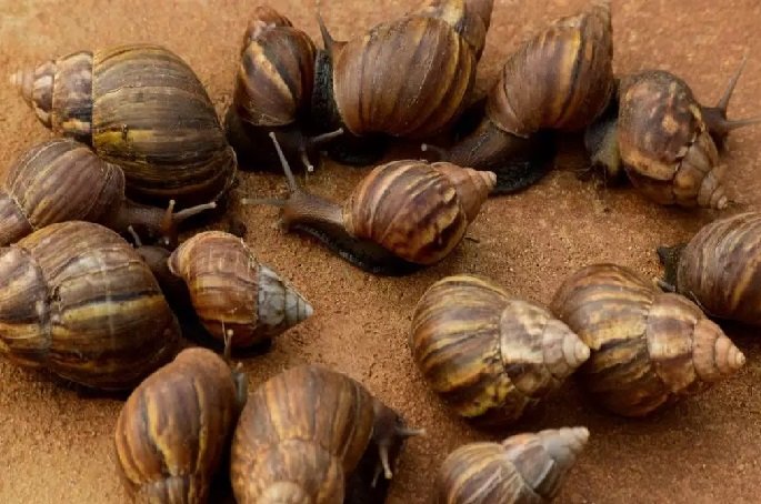 4 dicas para eliminar o caramujo africano; dê o fim nessa praga