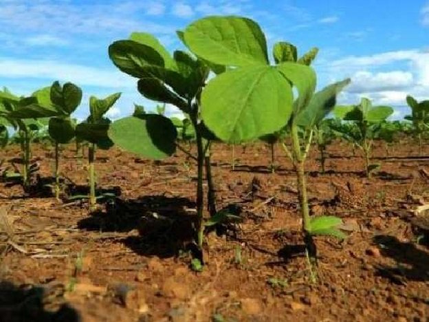 Comissão quer semeadura da soja até 31 de dezembro em MT
