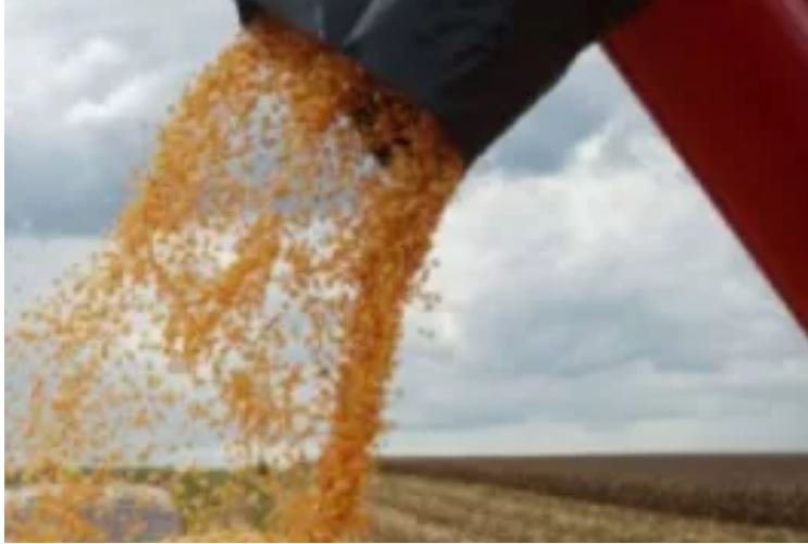 Colheita de milho chega a 49% da safra em Mato Grosso