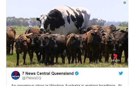 'Calcinha', o boi gigante que chocou telespectadores de TV australiana e viralizou nas redes sociais