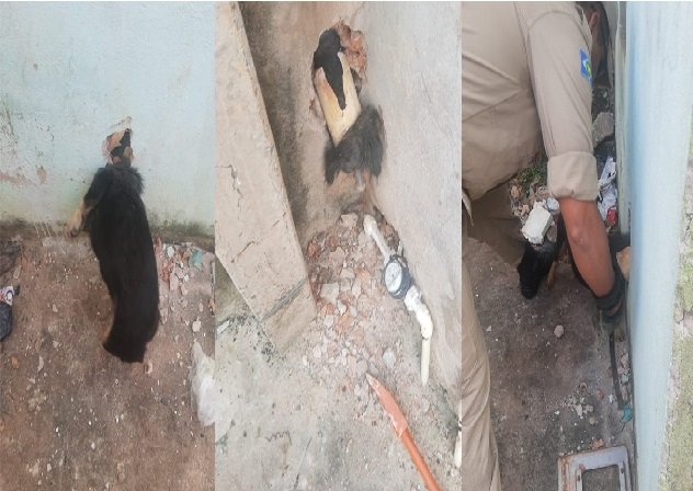 Bombeiros salvam cachorro com cabeça presa dentro de cano