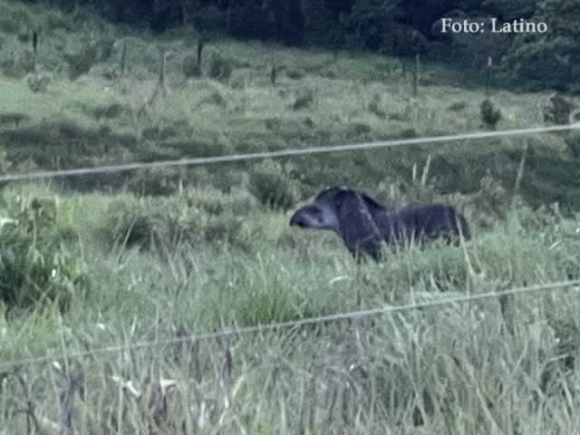 Animal Anta é flagrada há menos de 2Km do centro de Colíder. (Vídeo)