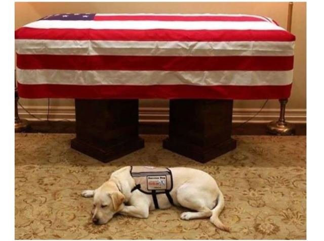 Cão de George H. W. Bush fica ao lado do caixão de ex-presidente