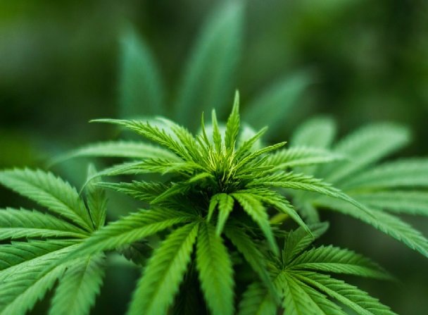 Estudo em laboratório aponta que compostos da cannabis podem impedir infecção por coronavírus