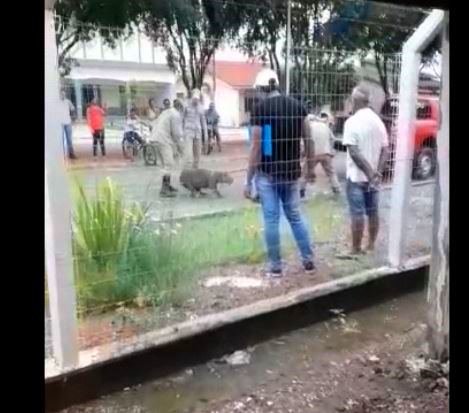 Capivara e captura próximo ao Hospital Regional de Colíder. (Vídeo)