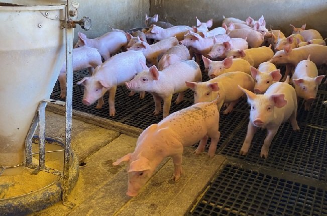 Suinocultores mato-grossenses têm prejuízo de até R$ 180 por animal vendido