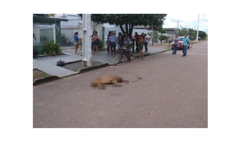 Cadela da raça pitbull é abatida pelo dono após atacar mulher