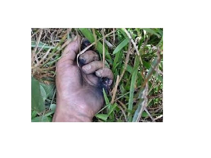 Classificador de grãos sofre descarga elétrica ao tocar fio de alta tensão em cima de carreta