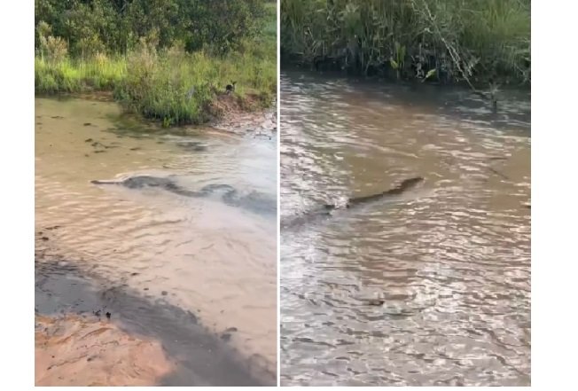 Casal sucuri acasalando em rio de MT assusta e impressiona turistas; veja vídeo