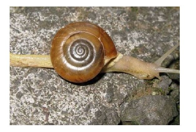 Laudo da Fiocruz confirma caracol indiano que transmite meningite