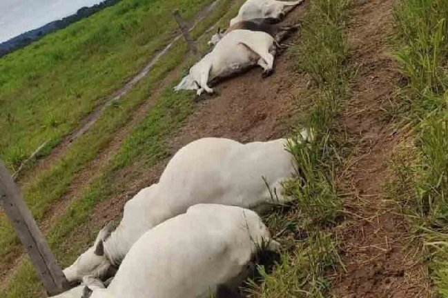 Raio mata cerca de 15 cabeças de gado em propriedade rural em Alta Floresta