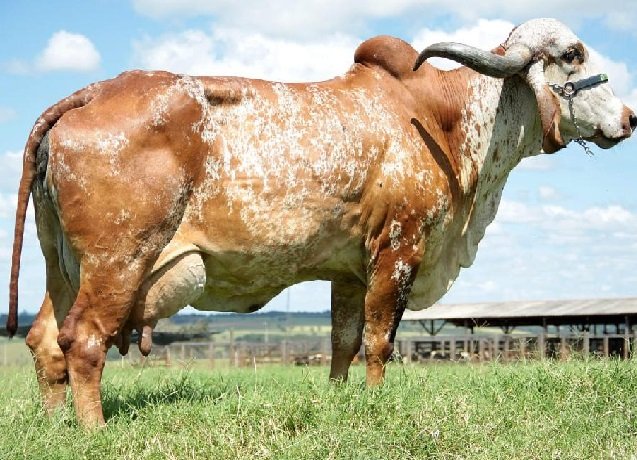 Edital de fomento à bacia leiteira segue com inscrições abertas até 21 de fevereiro