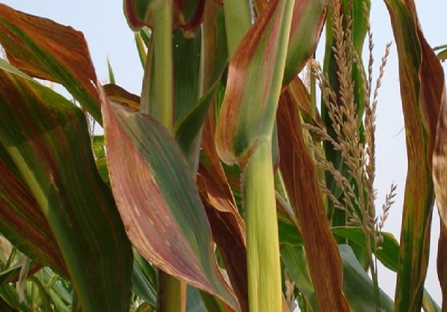 Ministério da Agricultura avalia ocorrência da cigarrinha e enfezamentos do milho em Mato Grosso