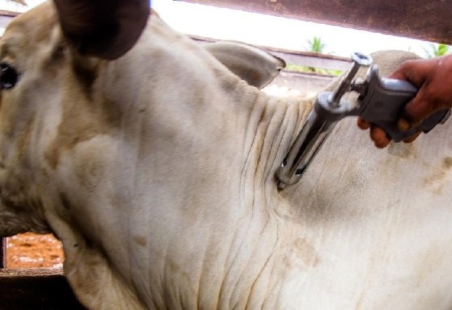 MT imuniza 99,83% do rebanho na segunda etapa de vacinação contra febre aftosa