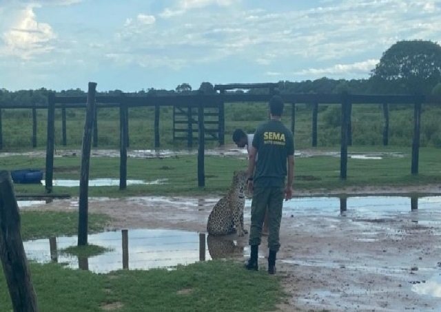 Onça-pintada é domesticada em fazenda após perder a mãe em queimadas