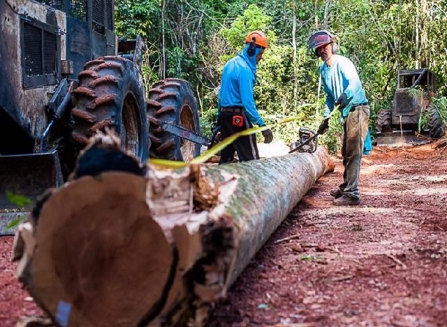 Período proibitivo para exploração do manejo sustentável vai até 1º de abril