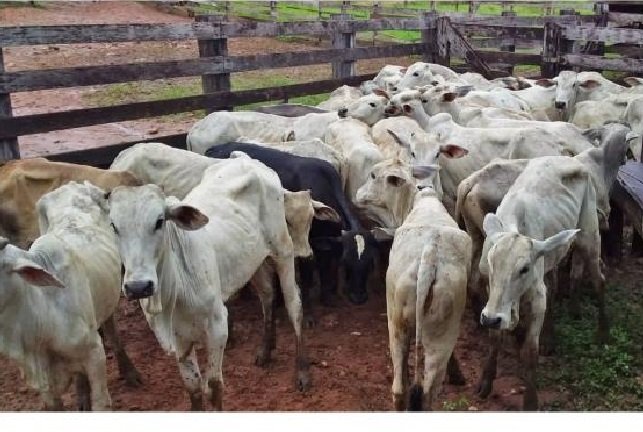 Polícia Civil de Juara recupera 90 cabeças de gado furtadas em dezembro de 2021