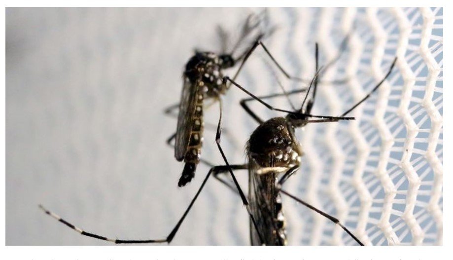 Inseticida natural é desenvolvido para combater mosquito da dengue